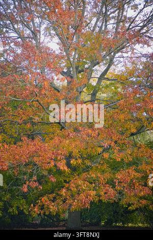 Großer Laubbaum zeigt lebhaftes orangefarbenes und rotes Herbstlaub im vollen Kronenblick. Stockfoto