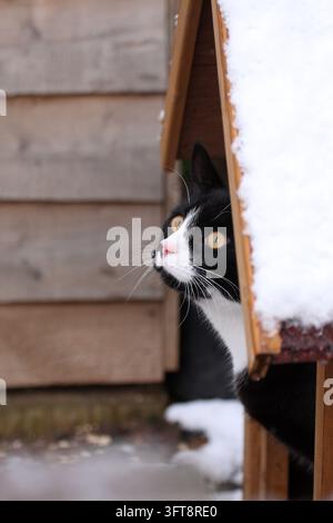 Schwarz-weiße Britisch Kurzhaar-Katze schaut aus dem Zwinger im Schnee Stockfoto