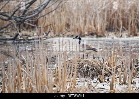 Kanada-Gans (Branta canadensis) in ihrem natürlichen Lebensraum, die ihren charakteristischen schwarzen Kopf und Hals, den weißen Wangenfleck und den braunen Körper zur Schau stellt. Stockfoto