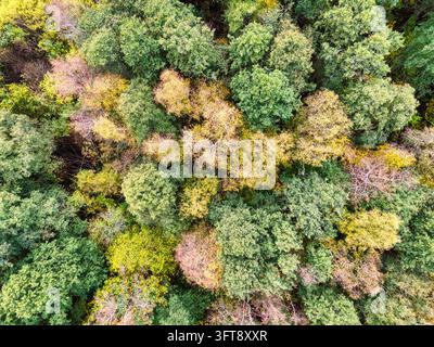 Luftbild von oben über ein farbenfrohes Herbstwald-Kronendach Stockfoto