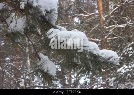 Eine detaillierte Nahaufnahme von immergrünen Kiefernadeln mit dicken frischen Schneekappen in einem wunderschönen Wald. Stockfoto