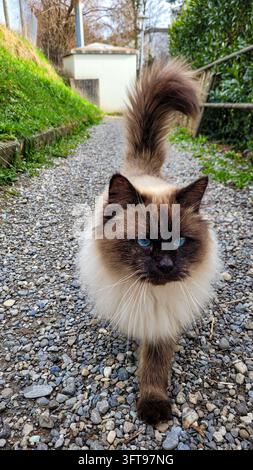 Süße langhaarige Ragdoll- oder Himalayakatze mit hellblauen Augen nähert sich der Kamera auf einem Kiesweg im Garten Stockfoto