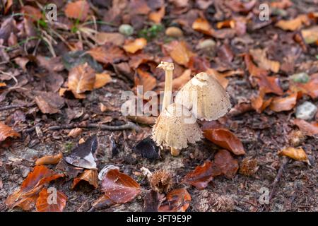 Schlanke Braune Pilze zwischen Herbstblättern Stockfoto