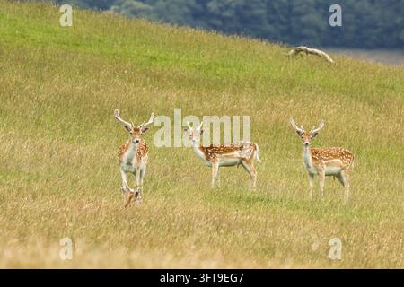 Rehe mit samtbedeckten Geweihen stehen im hohen Gras auf einem Hügel, ein weiteres Reh ist teilweise im Vordergrund versteckt. Stockfoto