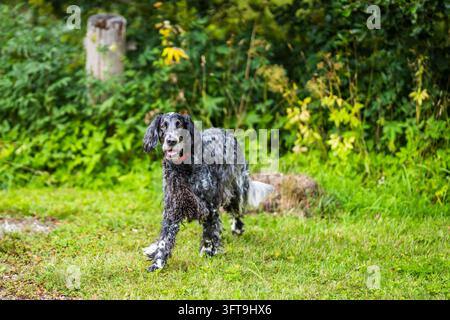 Englischer Cocker Spaniel läuft in einem üppigen grünen Garten, trägt ein rotes Halsband. Der Hund hat ein markantes schwarz-graues roanes Fell, lange wellige Ohren. Stockfoto