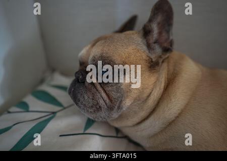 Nahaufnahme-Porträt eines fawn- und schwarzen French Bulldogs mit aufmerksamen Ausdruck. Kopf geneigt, zeigt das charakteristische flache Gesicht und aufrechte Ohren. Stockfoto