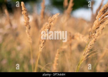 Selektiver Fokus auf goldene Grashalme, die im warmen Abendlicht schwanken Stockfoto