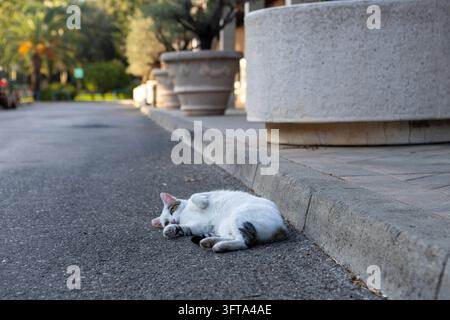 Weiße kurzhaarige Katze schläft zusammengerollt auf dem Asphaltrandstein neben runden Steinpflanzgefäßen im Stadtpark in der Dämmerung bei sanftem Abendlicht Stockfoto