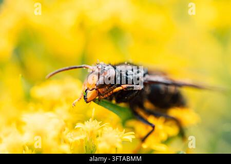 Asiatische Hornisse (Vespa velutina), die nass auf gelben Blüten eines Goldruten sitzt, mit Wassertropfen auf Kopf und Brust, weiches natürliches Licht, schwarzer Körper mit Stockfoto