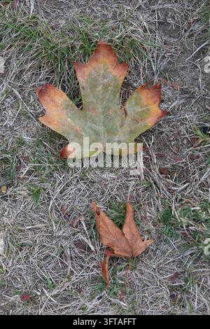 Vancouver, Kanada – 7. September 2026: Aufsichtnaher Nahaufnahme eines gefallenen braunen und grünen Ahornblatts auf trockenem Gras im Stanley Park. Stockfoto