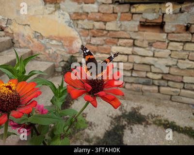 Nahaufnahme eines lebhaften Roten Admirals Vanessa atalanta mit geöffneten Flügeln, der an einer roten Zinnienblüte neben einer alten rustikalen Ziegelmauer futtert Stockfoto