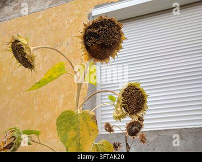 Niedrigwinkelaufnahme eines reifen Helianthus annuus-Sonnenblumenstängels mit getrockneten Samenköpfen im Herbst vor einer gelben Wand mit weißen Fensterläden. Stockfoto