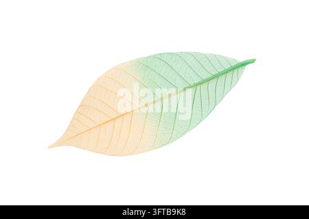 Skelettblatt zeigt Venen und feine Details deutlich, isoliert, PNG Stockfoto