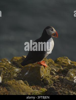 Ansicht eines Atlantik-Sturmvogels, der auf moosigen Felsen steht, mit dem Meer im Hintergrund in Island. Stockfoto