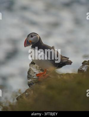 Ansicht eines Atlantik-Murmeltiers, das auf einer felsigen Klippenkante mit dem Ozean im Hintergrund in Island steht. Stockfoto