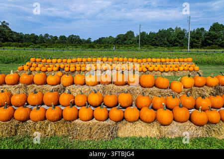 Ansicht von Reihen orangefarbener Kürbisse, die auf Heuballen auf einem Bauernhof in Castle Hayne, North Carolina, USA, ausgestellt sind. Stockfoto