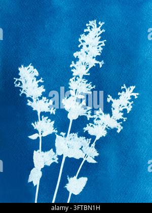 Gruppen von Wiesenblumen, hergestellt in der Cyanotypie-Technik Stockfoto
