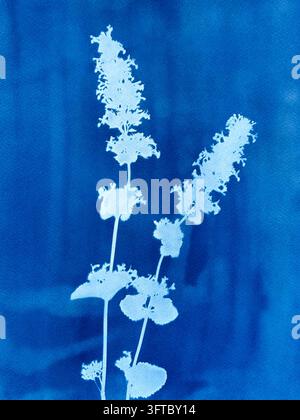 Gruppen von Wiesenblumen, hergestellt in der Cyanotypie-Technik Stockfoto