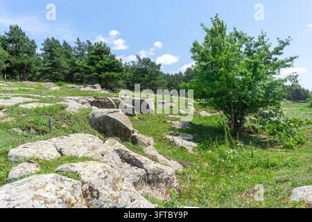 Nadelwald, riesige Steine auf einem Hügel, ein kleiner Baum, ein grünes Feld, ein heller Himmel. Stockfoto