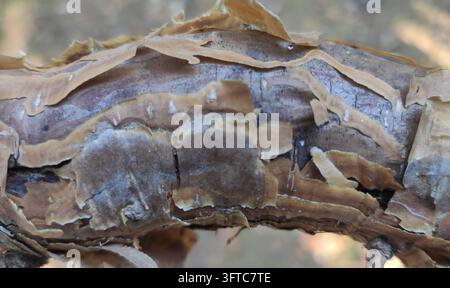 Nahaufnahme von abblätternder brauner Baumrinde mit geschichteten natürlichen Texturen Stockfoto