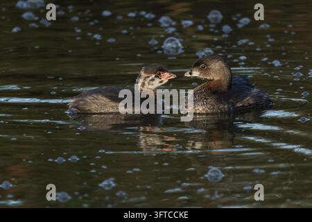 Ein niedliches Baby-Scharbockschwimmer, Podilymbus podiceps, und eines der Elternvögel schwimmen auf einem See. Stockfoto