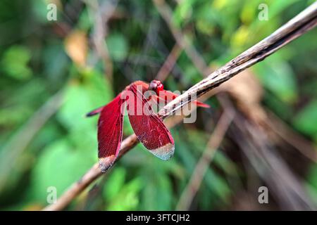 Eine auffällige rote Libelle mit detailliert getönten Flügeln sitzt auf einem trockenen Zweig, scharf im Fokus vor einem weichen, natürlichen grünen Bokeh-Hintergrund aufgenommen Stockfoto