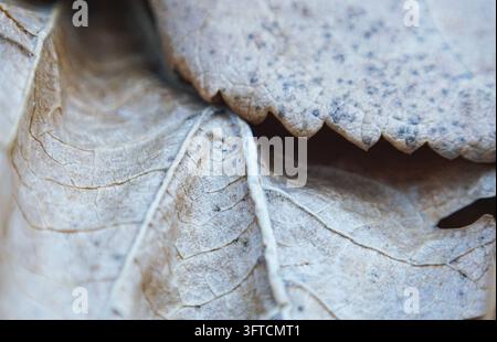 Getrocknetes Blatt, Makroaufnahme, getrocknetes Maulbeerblatt Stockfoto