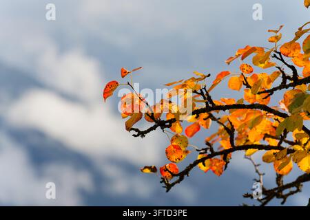 Lebendige Herbstfarben in den Blättern eines Baumes mit teilweise bewölkten Großen Kaukasus-Bergen im Hintergrund in Heshkili nahe Mestia, Georgien am Stockfoto