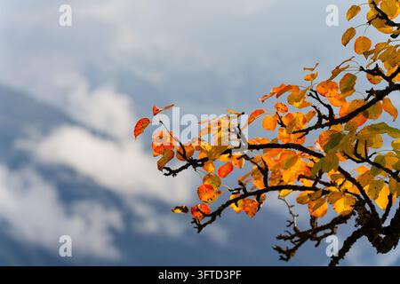 Lebendige Herbstfarben in den Blättern eines Baumes mit teilweise bewölkten Großen Kaukasus-Bergen im Hintergrund in Heshkili nahe Mestia, Georgien am Stockfoto