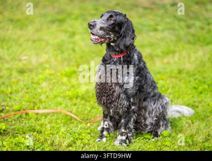 Englischer Cocker Spaniel sitzt auf einem grasbewachsenen Rasen, trägt ein rotes Halsband und schaut aufmerksam zur Seite. Ein bezauberndes Hundeporträt im Freien. Stockfoto