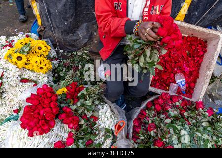 Eine Person in einer roten Jacke nimmt Rosen aus einer Polystyrolbox zwischen Sonnenblumen und weißen Knospen auf dem Blumenmarkt, West Bengal, Kalkutta, Indien Stockfoto