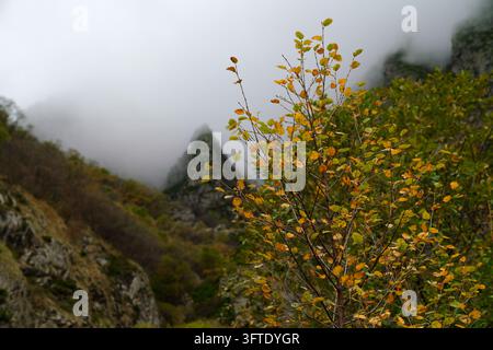 Birkenblätter in lebhaften Herbstfarben mit nebligem Berggipfel im Hintergrund im Großen Kaukasus in Kazbegi und Stepantsminda Stockfoto