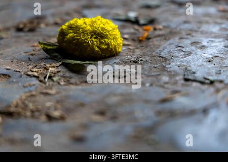 Eine runde gelbe Ringelblüte ruht mit einem grünen Blatt auf einer Steinoberfläche auf dem Blumenmarkt, West Bengal, Kalkutta, Indien Stockfoto
