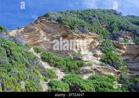 Gestreifte verwitterte Sandstein-Dünen und Klippen am Swartvlei-Strand Sedgefield, mit Bäumen und Pflanzen, die sich festhalten Stockfoto