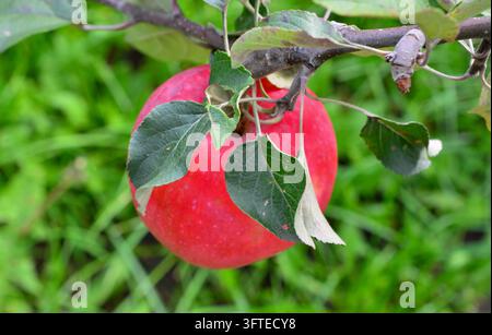 Rote Äpfel hängen an einem Ast in einem Obstgarten, Makro Stockfoto