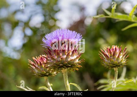 Artischocken Distel, Kardone, Cynara cardunculus Stockfoto