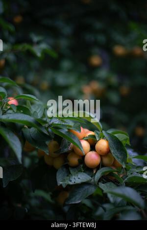 Büschel reifer orangefarbener und rosa Mirabellen an einem Ast zwischen dunkelgrünen Blättern in einem stimmungsvollen Garten Stockfoto