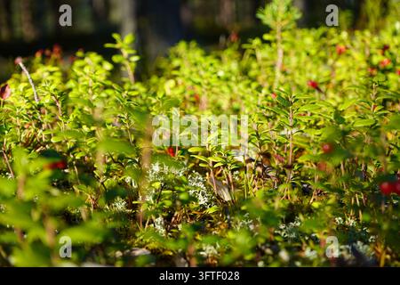 Wildheidelbeeren, die im Herbst auf einem sonnigen Waldboden wachsen Stockfoto
