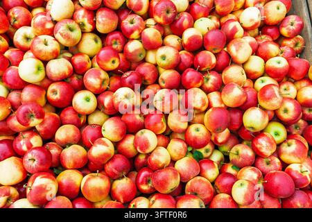 Frisch geerntete rote und gelbe Äpfel Stockfoto