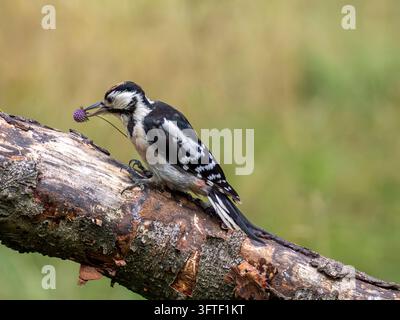 Buntspecht auf Ast Stockfoto