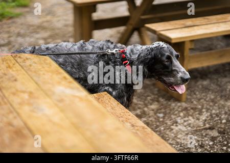 Englischer Cocker Spaniel mit einem schwarz-grauen Scheckenfell, der ein Halsband und eine Leine trägt, geht neben einem hölzernen Picknicktisch in einem Außenbereich. Stockfoto