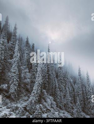 Hohe schneebedeckte immergrüne Bäume unter niedrigem Winternebel Stockfoto