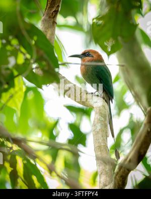 Breitschnabelmotmot (Electron platyrhynchum) sitzt in seinem natürlichen Lebensraum in Costa Rica. Stockfoto