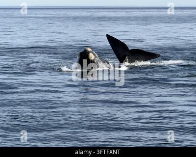 Zwei Südliche Rightwale, die gemeinsam an der Oberfläche schwimmen, fotografiert in Hermanus an der Walker-Bucht, Westkap, Südafrika. Stockfoto