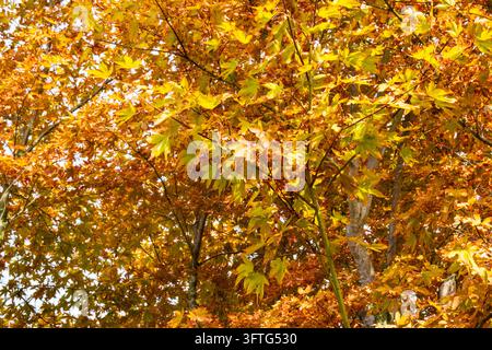 Gelbe und goldene Baumblätter im Oktober. Gelbe, orange und goldene Ahornblätter an den Baumkronen. Stockfoto