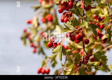 Nahaufnahme von roten Hagebutten mit verschwommenem Hintergrund. Lebendige reife Beeren mit grünen Blättern an herabhängenden Ästen. Stockfoto