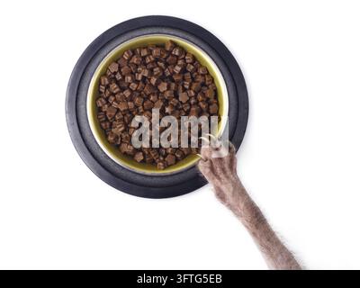 Haustier, das Essen von einem Teller mit Trockenfutter stiehlt. Ansicht von oben, isoliert auf Weiß. Stockfoto