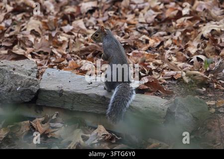 Grauhörnchen auf Landschaftsgestaltung im Hinterhof im Herbst, in einem Vorort von Charlotte, North Carolina Stockfoto
