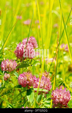 Blühende Rotklee-Blüten in sonniger grüner Wiese im Nahaufnahme Stockfoto
