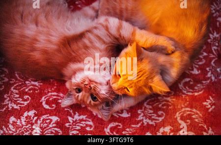 Zwei Katzen liegen eng aneinander auf einem rot gemusterten Textil, wobei eine orange Tabby-Katze eine langhaarige rot-weiße Katze berührt. Emotionale Bindung bei Haustieren Stockfoto